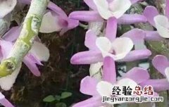 报春石斛的功效与作用 报春石斛花期