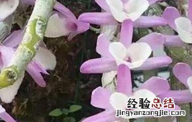 报春石斛的功效与作用 报春石斛花期