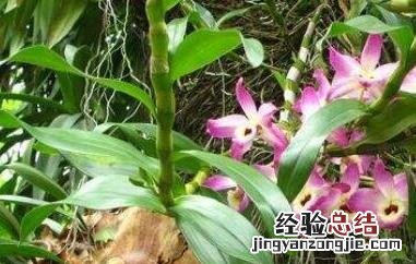 报春石斛的功效与作用 报春石斛花期