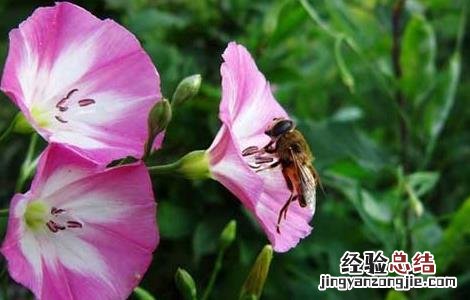 田旋花的功效与作用图片 田旋花的功效与作用