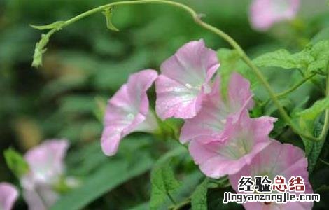 田旋花的功效与作用图片 田旋花的功效与作用