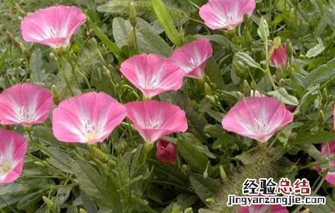 田旋花的功效与作用图片 田旋花的功效与作用