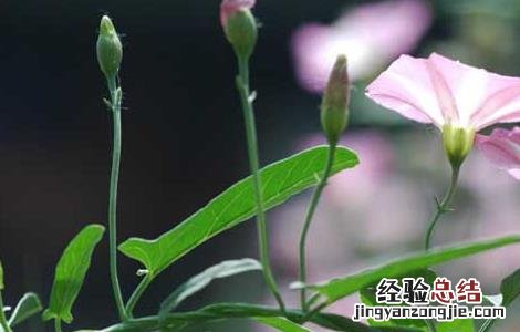 田旋花的功效与作用图片 田旋花的功效与作用
