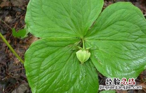 头顶一颗珠的功效与作用 头顶一颗珠的功效与作用点