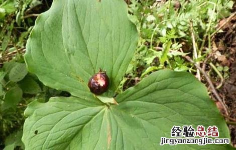 头顶一颗珠的功效与作用 头顶一颗珠的功效与作用点
