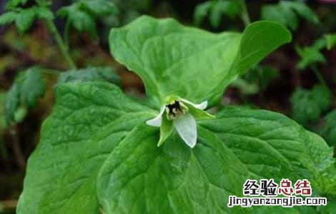 头顶一颗珠的功效与作用 头顶一颗珠的功效与作用点