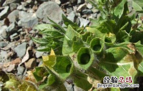 天仙子的功效与作用及禁忌 天仙子的功效与作用