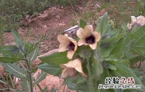 天仙子的功效与作用及禁忌 天仙子的功效与作用
