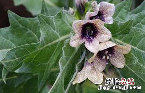 天仙子的功效与作用及禁忌 天仙子的功效与作用
