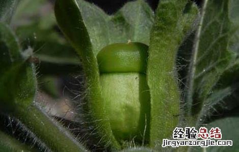 天仙子的功效与作用及禁忌 天仙子的功效与作用
