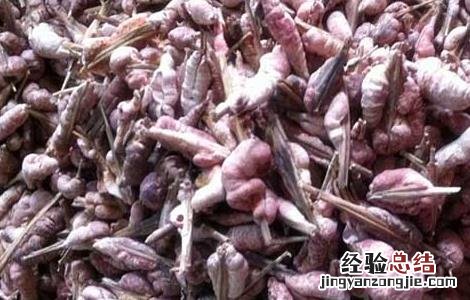 天竺黄的功效与作用 天竺黄的功效与作用禁忌