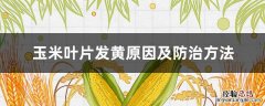 玉米叶片发黄原因及防治方法 玉米叶片发黄原因及防治方法视频