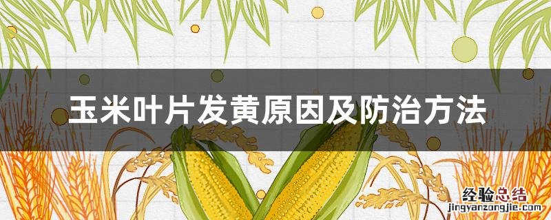 玉米叶片发黄原因及防治方法 玉米叶片发黄原因及防治方法视频