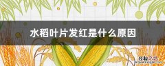 水稻叶片发红是什么原因用什么办法能解决 水稻叶片发红是什么原因