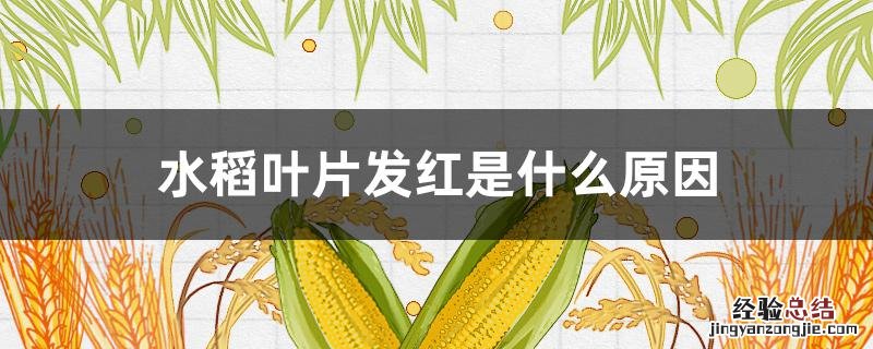 水稻叶片发红是什么原因用什么办法能解决 水稻叶片发红是什么原因