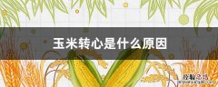 玉米转心是什么原因造成的 玉米转心是什么原因