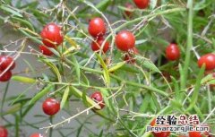 天冬草的功效与作用 天冬草的功效与作用图片