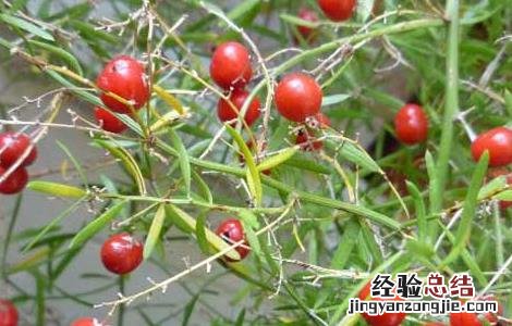 天冬草的功效与作用 天冬草的功效与作用图片