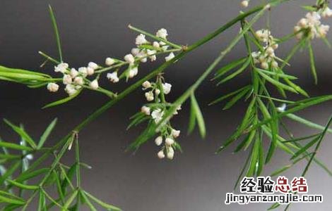 天冬草的功效与作用 天冬草的功效与作用图片