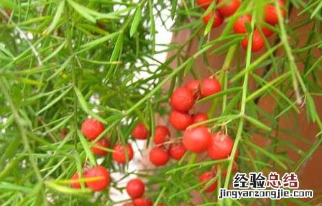 天冬草的功效与作用 天冬草的功效与作用图片