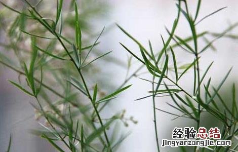 天冬草的功效与作用 天冬草的功效与作用图片