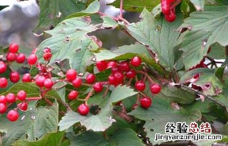 天目琼花的功效与作用 天目琼花的功效与作用是什么