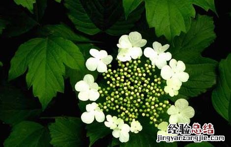 天目琼花的功效与作用 天目琼花的功效与作用是什么