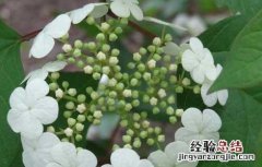 天目琼花的功效与作用 天目琼花的功效与作用是什么