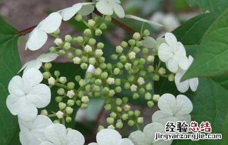 天目琼花的功效与作用 天目琼花的功效与作用是什么