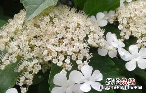 天目琼花的功效与作用 天目琼花的功效与作用是什么
