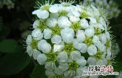 天目琼花的功效与作用 天目琼花的功效与作用是什么