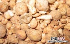 法半夏与水半夏的功效与作用 水半夏的功效与作用