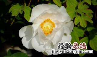 牡丹能在户外过冬吗 牡丹能在室外越冬吗
