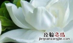 栀子花生根水泡多久 栀子花用生根粉泡多久