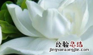 栀子花生根水泡多久 栀子花用生根粉泡多久