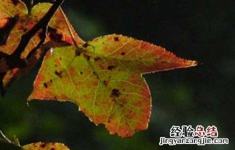 88年苏合香的功效与作用 苏合香的功效与作用