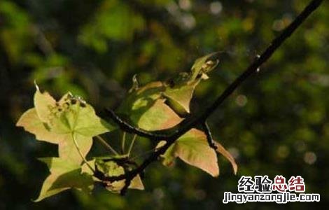 88年苏合香的功效与作用 苏合香的功效与作用