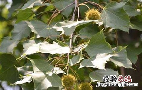 88年苏合香的功效与作用 苏合香的功效与作用