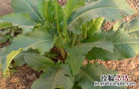 酸模的功效与作用 戟叶酸模的功效与作用