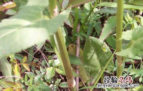 酸模的功效与作用 戟叶酸模的功效与作用