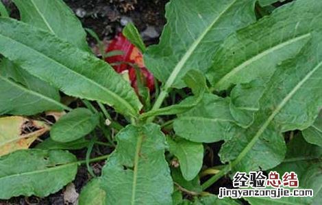 酸模的功效与作用 戟叶酸模的功效与作用