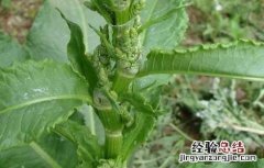酸模的功效与作用 戟叶酸模的功效与作用