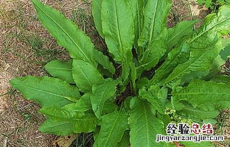 酸模的功效与作用 戟叶酸模的功效与作用