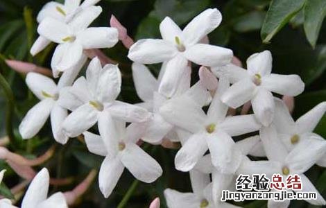 素馨花的功效与作用禁忌 素馨花的功效与作用