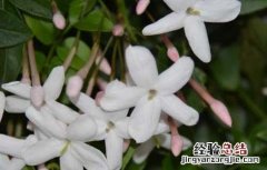 素馨花的功效与作用禁忌 素馨花的功效与作用