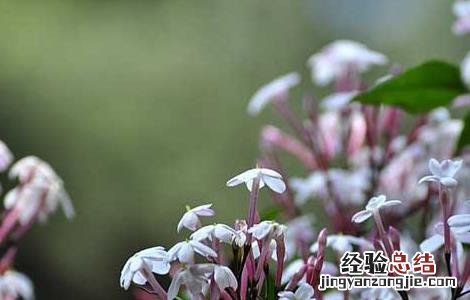 素馨花的功效与作用禁忌 素馨花的功效与作用