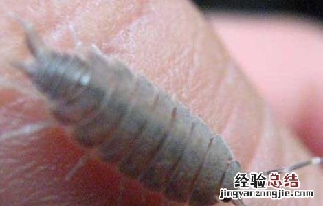 中药鼠妇虫的功效与作用 鼠妇虫的功效与作用