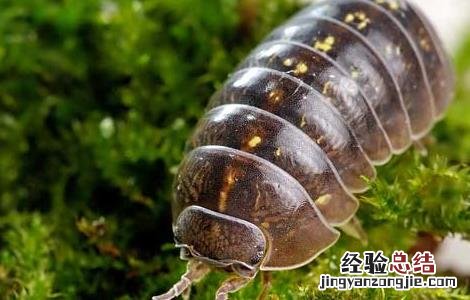 中药鼠妇虫的功效与作用 鼠妇虫的功效与作用