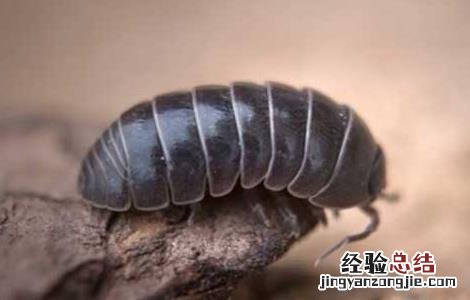 中药鼠妇虫的功效与作用 鼠妇虫的功效与作用