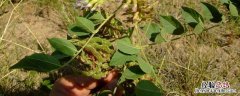 甘草亩产量多少斤 甘草亩产多少公斤